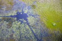 Delta of the Okavango River